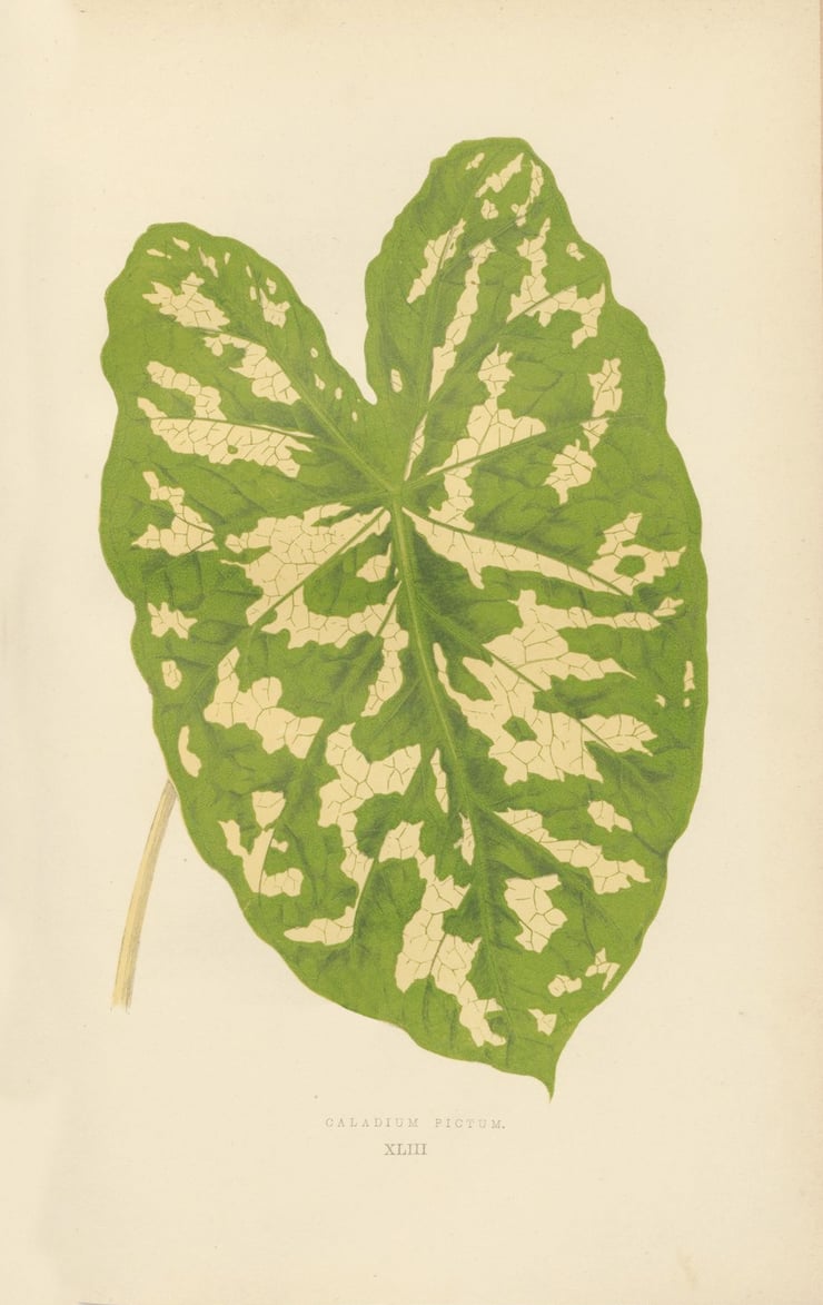 Caladium Pictum XLIII Poster Caladium Pictum XLIII Poster
